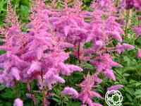 Астильба арендса Аметист