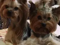 Продам, фотография 3