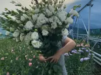 Тюльпаны оптом, фотография 8