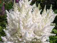 Астильба арендса Браутшлеер