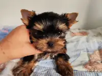 Продаются щенки йоркширского терьера, фотография 4