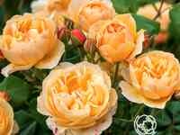 Роза роальд даль, д.остин кустарниковая