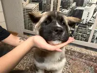 Американская Акита, фотография 3