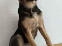 Отдам щенка бесплатно, фотография 3