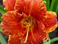 Лилейник спэйскоаст фрики тики