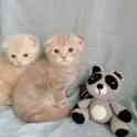 Продаю котят Скоттиш-Фолд, фотография 7