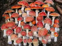 Fungopoles, фотография 2