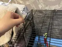 Продаю клетку для кроликовгрызунов, фотография 6