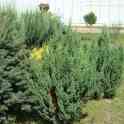 Туя от производителя, фотография 5