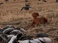 Щенки Венгерской выжлы, фотография 3