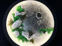 Живые картины, панно, декор из мха в Алматы., фотография 4