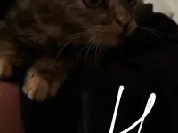 6 котят Девочки Есть домашнюю еду молококорм приучена к лоткуигривыемышеловки, фотография 4