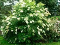 продаю лилию Марлен, кипрей, многолетние цветы, малину, вишню, сливу и др., фотография 6