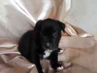 Открыт резерв щенков американского питбуль терьера, фотография 4