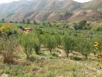 Плодовый сад, КХ, фотография 3