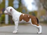 Американский стаффордширский терьер щенки продажа, фотография 6