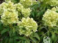 Морозник падуболистный