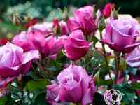 Роза барбара стрейзанд, викс