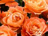 Роза феллоушип на штамбе 110см