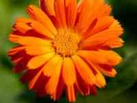 Семена Календула лекарственная ,РСТ, Россия