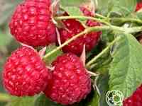 Малина Глория