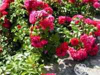 Роза колоссал мейдилэнд/продиже экарлат, мейян