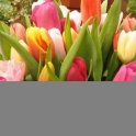Тюльпаны