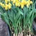 Тюльпаны оптом к 8 марта, фотография 7