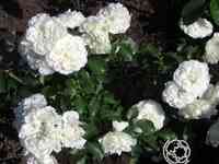 Роза Вайт Джем миниатюрная