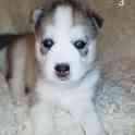 Продаются щенки Сибирский Хаски
