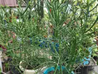 Продам молочай Тирукалли, фотография 2