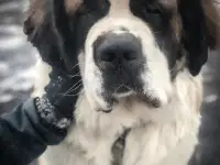 СЕНБЕРНАРЩЕНКИПРОДАЖА, фотография 10