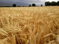 Продаю Ячмень Сорт Атлин Канадский В Меркенском районе, фотография 3