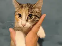 Отдам прекрасных котят в хорошие руки, фотография 5