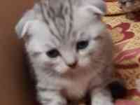 Продам котят мальчиков и девочек., фотография 7