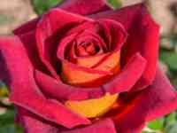 Саженцы, фотография 2