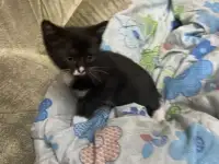 Отдам котенка в добрые руки, фотография 4