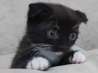 Продам красивых котят шотландской вислоухой породы
