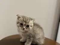 Шотландский вислоухий котенок, фотография 2