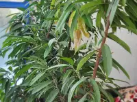 Продам фикус Бенедикта, фотография 3