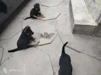 Продаются чистокровные щенки немецкой овчарки, фотография 4