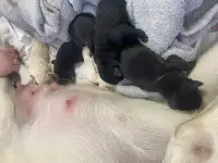 Лабрадор с документами, фотография 2