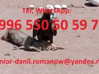 Voyages au Kyrgyzstan, guide, tourism, excursions, balades aux montagnes, chauffeur, фотография 4