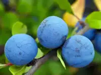 Слива колючая