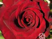 Роза дон жуан плетистая, топалович