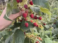 Продам большой дом с двумя входами отдельно и 24 сотки земли, фотография 6