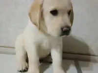 Щенки Лабрадор ретривер, фотография 5