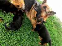 Щенята немецкой овчарки, фотография 2