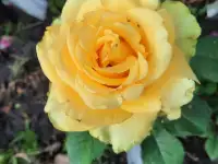 Садовник, фотография 5