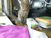 Срочно отдам котят в заботливые руки, фотография 4